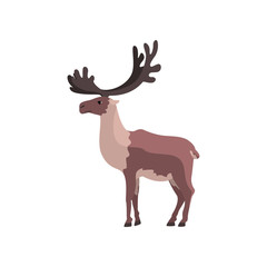 Reindeer polar arctic animal vector Illustration on a white background