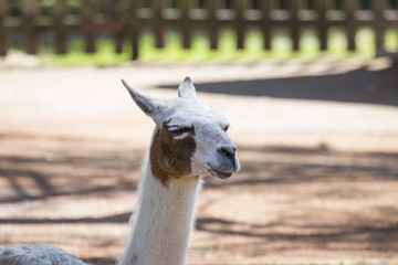 image with detail of a llama animal photographed at the zoo.