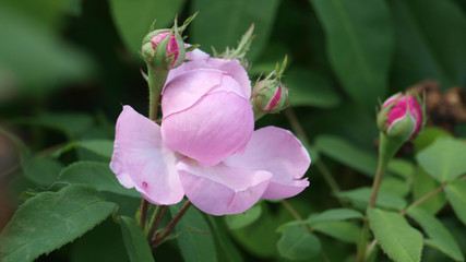 Damaszener Rose, Rosa damascena