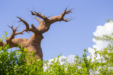horizontal image of a large tree of Africa called bao bab without leaves with the sky in the...