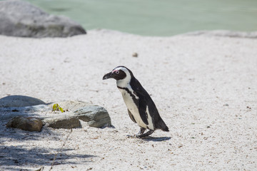 horizontal image of a penguin from madagascar photographed in a biopark with a pond in the background.
