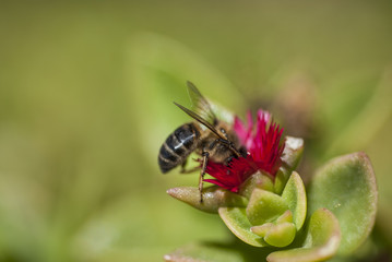 Abeja comiendo