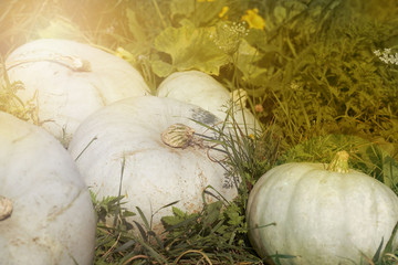 Autumn pumpkins in a garden