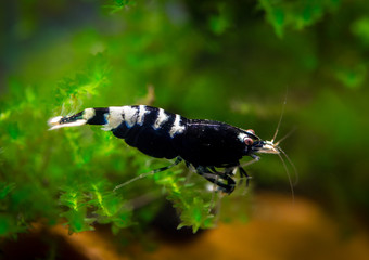 Caridina King Kong shrimp
