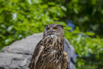 horizontal image with detail of a beautiful eagle owl photographed in a biopark.