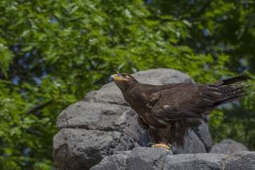 horizontal image with detail of a royal eagle photographed in a biopark