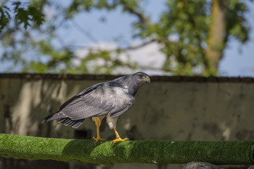 horizontal image with detail of a gray eagle photographed in a biopark.
