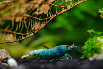 Caridina Taiwan bee aquarium shrimp