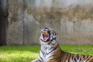 horizontal image of a beautiful African tiger photographed as it roars
