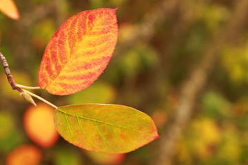 two colorful autumn leaves on a branch