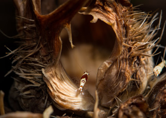 Fototapeta premium Crystal shrimp, caridina