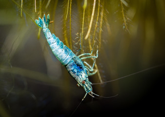 Obraz na płótnie Canvas Caridina Taiwan bee aquarium shrimp