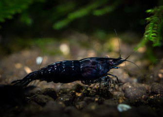 Black Neocaridina shrimp