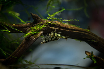 Caridina babaulti, Zebra shrimp