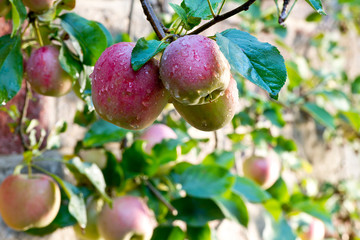 Detail of red apples with drops of water on the tree.