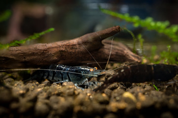 Blue Tiger shrimp, Caridina cantonensis