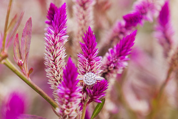 Wedding ring of the bride within a purple flower in the field 