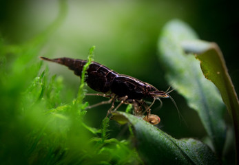 Black Neocaridina shrimp