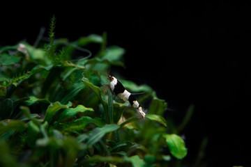 Pure black line shrimp, caridina