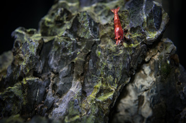 Red cherry shrimp, neocaridina