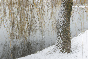 willow tree by winter
