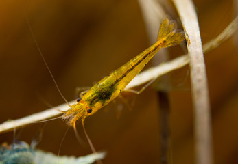 Tangerine tiger shrimp, caridina serrata