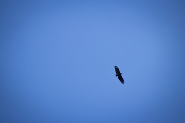 Cielo