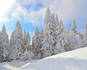 Fototapeta na wymiar Beautiful winter trees densely covered by snow under the sunlight, snowfield at foreground. Fir trees covered by frost in winter.