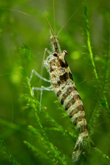 Caridina babaulti, Zebra shrimp