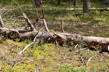Trees broken by strong wind in the forest