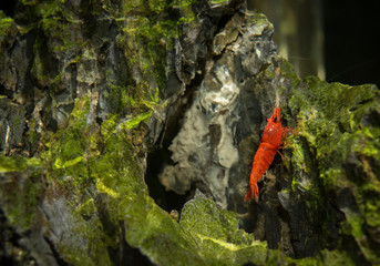 Obraz premium Red Sakura shrimp, Neocaridina davidi