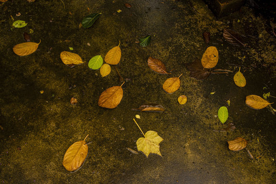 autumn leaves background