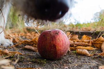 Red Apple on Ground