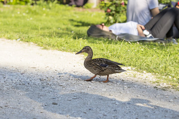 horizontal image of a duck strolling in a park