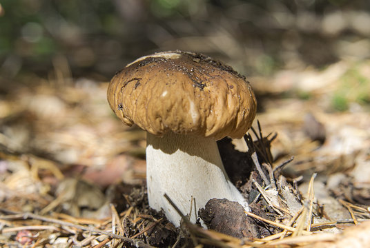 Porcini mushroom in the forest closeup