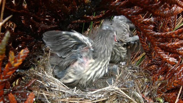 Chicks, about 20 days old, of Plumbeous Sierra Finch (Phrygilus unicolor). On the paramo in the Ecuadorian Andes