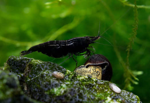 Black Freshwater Shrimp (Neocaridina)