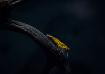 Tangerine tiger shrimp, caridina serrata