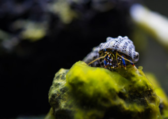 Clibanarius tricolor, hermit crab
