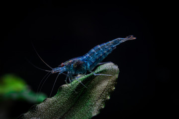 Blue aura aquarium shrimp, caridina serrata