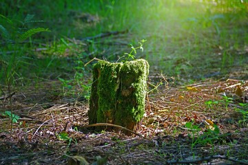 Stump covered with moss in the forest.
