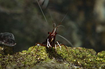Sulawesi aquarium shrimp