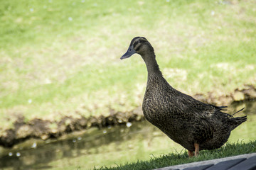 Pato