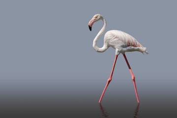 Flamingo bird walking isolated on grey. the legs are reflect in the still water