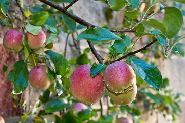 Detail of red apples with drops of water on the tree.