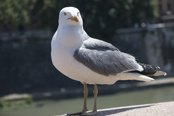 big seagull 
