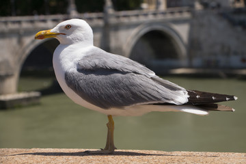 big seagull 