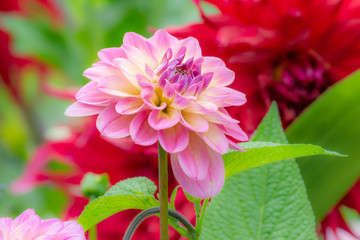 Obraz premium Dahnlia flower blossom in the garden