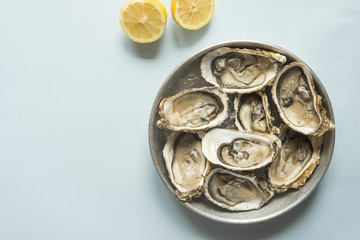 Oyster fresh  gourmet
