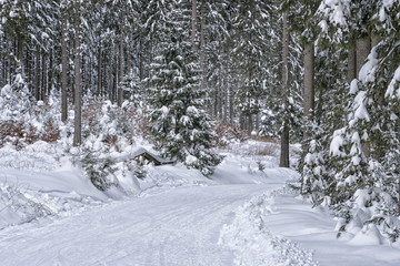 Winter landscape with snow covered trees. Winter nature magic landscape. Forest in snow. Winter road in forest. Nature winter background